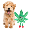My Name is MJ, Cute Stuffed Parody Marijuana Leaf Dog Toy, Funny Squeaky Weed Toy, Cool Plush Novelty 420 Gift for Puppies & Small
