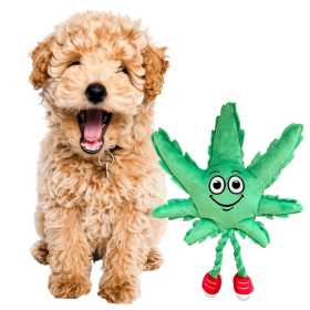 My Name is MJ, Cute Stuffed Parody Marijuana Leaf Dog Toy, Funny Squeaky Weed Toy, Cool Plush Novelty 420 Gift for Puppies & Small