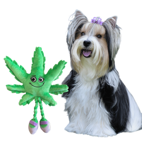 My Name is Mary Jane, Cute Stuffed Parody Marijuana Leaf Dog Toy, Funny Squeaky Weed Toy, Cool Plush Novelty 420 Gift for Puppies & Small