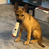 My Name is Jay, Cute Stuffed Parody Joint Dog Toy, Funny Squeaky Weed Toy, Cool Plush Novelty 420 Gift for Pets & Their Owners